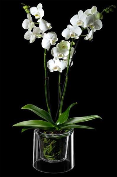 Pot orchidee 13 cm transparent Masgabana - Central Jardin