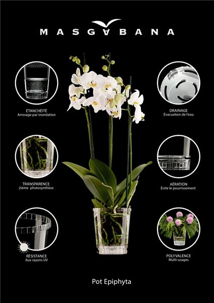 Pot orchidee 12 cm transparent Simple Masgabana - Central Jardin