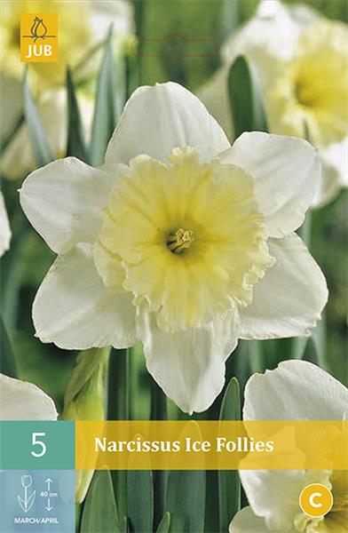 Narcisse Ice Follies * 5 pc cal.12/14 - Central Jardin