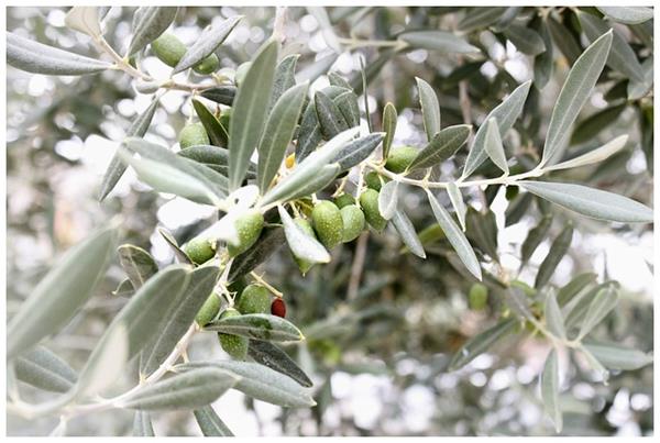 Offre spéciale taille des oliviers et fruitiers - sécateurs