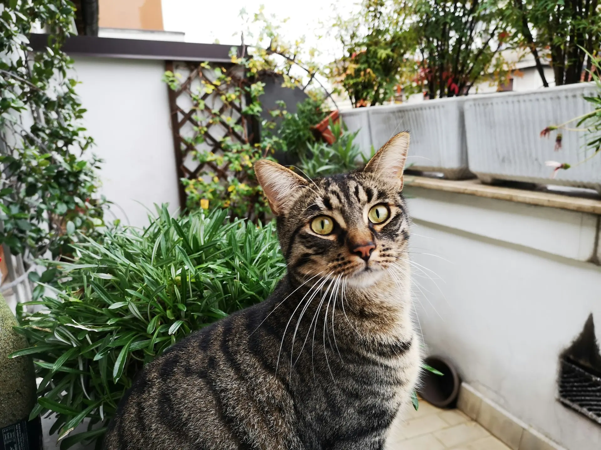 brown tabby cat near green plant