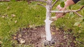 Blanc horticole