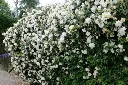 Rosier Alberic Barbier®-1.webp