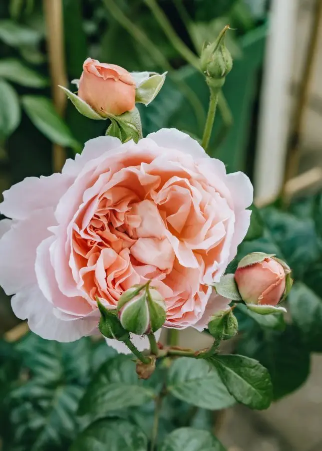 Rosa_Albertine_2.webp