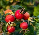 rugosa-fruits-AdobeStock_227837101.webp