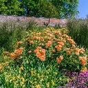 Rosier Lady of Shalott -2.webp