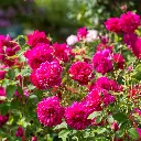 Rosier Thomas A. Becket-2.webp
