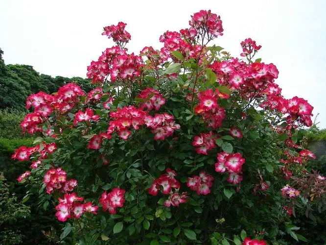 Rosier Bukavu-2.webp
