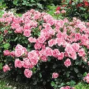 Rosier Centenaire De Lourdes.webp