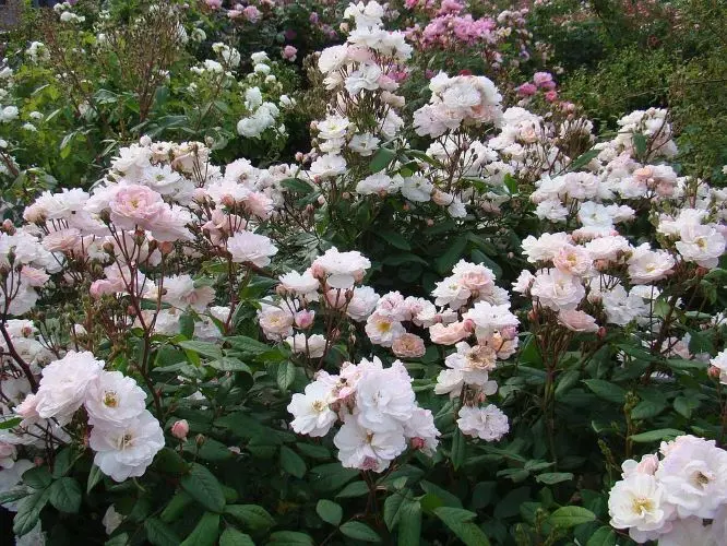 Rosier Jean Stephenne-2.webp