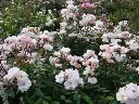Rosier Jean Stephenne-2.webp