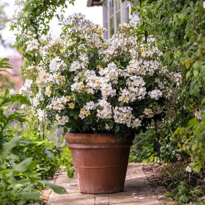 Rosier Kew Gardens-1.webp