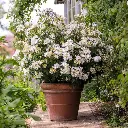 Rosier Kew Gardens-1.webp