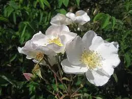 Rosier Nevada.webp