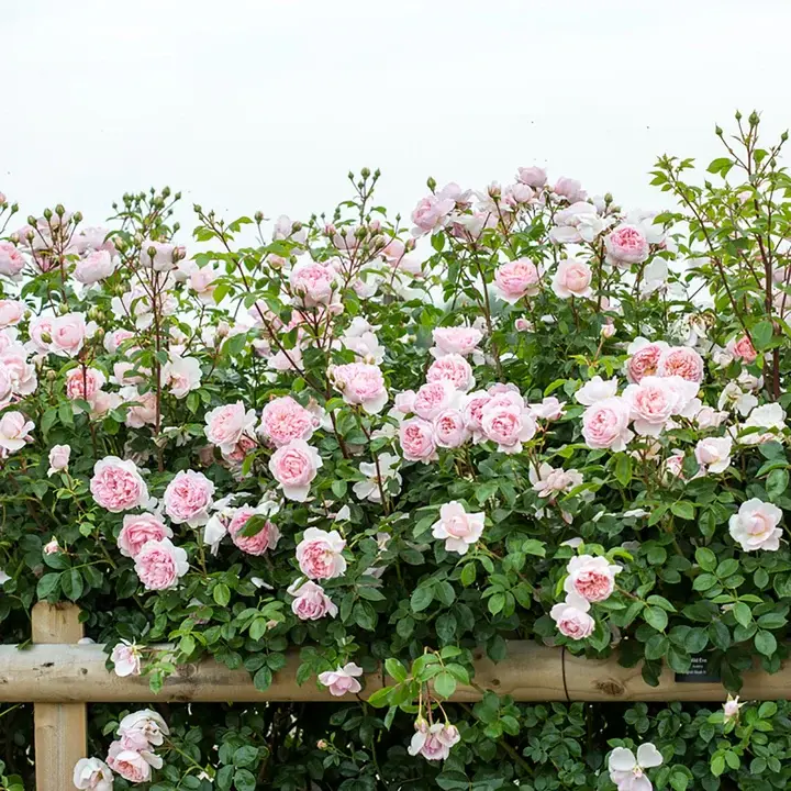 Rosier Wildeve-2.webp