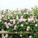 Rosier Wildeve-2.webp