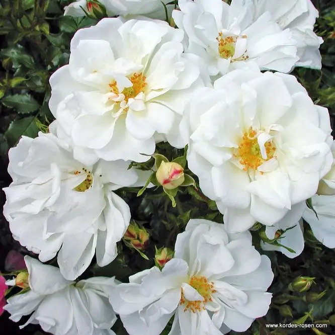 Rosier Diamant -2.webp