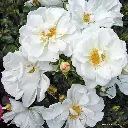 Rosier Diamant -2.webp