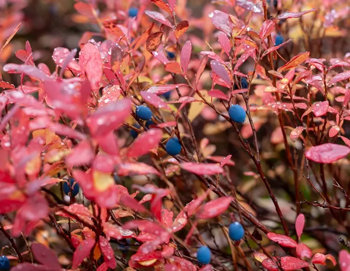vaccinium-automneAdobeStock_223018505.webp