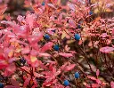 vaccinium-automneAdobeStock_223018505.webp