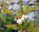 vaccinium-fleurs-AdobeStock_362239708.webp