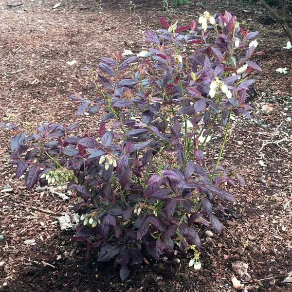 vaccinium-cabernet-splash-feuil-2.webp