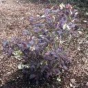 vaccinium-cabernet-splash-feuil-2.webp