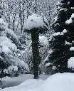 trachycarpus-hiver-AdobeStock_410098689.webp