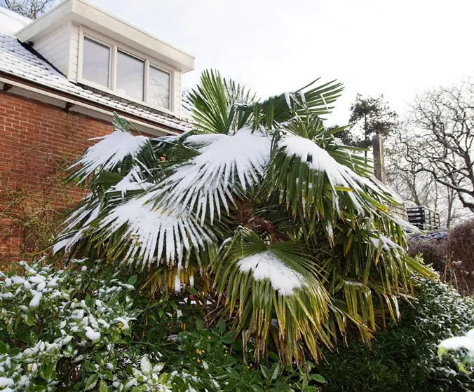 trachycarpus-hiver-AdobeStock_714689224.webp