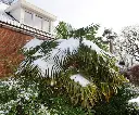 trachycarpus-hiver-AdobeStock_714689224.webp