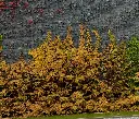 Hydrangea-Petiolaris-AdobeStock_544871665.webp