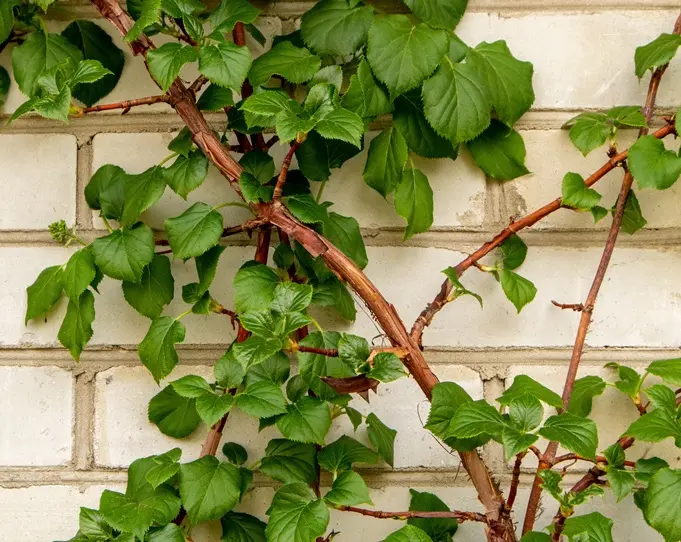 Hydrangea-Petiolaris-AdobeStock_351049900.webp