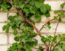 Hydrangea-Petiolaris-AdobeStock_351049900.webp