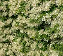 Hydrangea-Petiolaris-AdobeStock_711825549.webp
