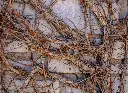 Hydrangea-Petiolaris-AdobeStock_496213250.webp