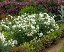 schneewitchen-AdobeStock_238817931.webp
