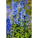 peacock-anneau-cercle-3.webp
