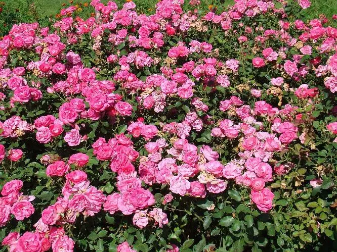 Rosier Melrose.webp