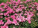 Rosier Melrose.webp