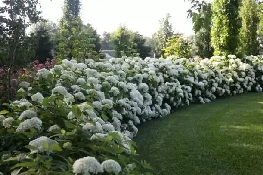 hydrangea_annabelle.webp