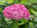 Hydrangea arborescens Annabelle Ruby-AdobeStock_1514602287.webp