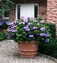  Teller Blue_138930493.webp