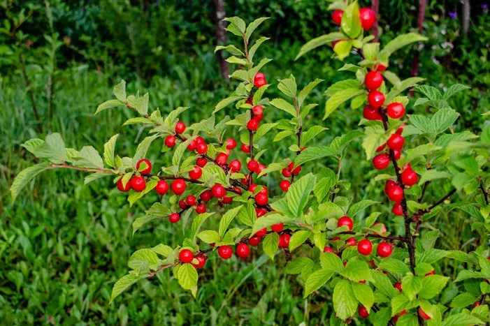 Prunus tomentosa-AdobeStock_289742779.webp