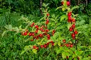 Prunus tomentosa-AdobeStock_289742779.webp