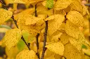Prunus tomentosa-AdobeStock_298326354.webp