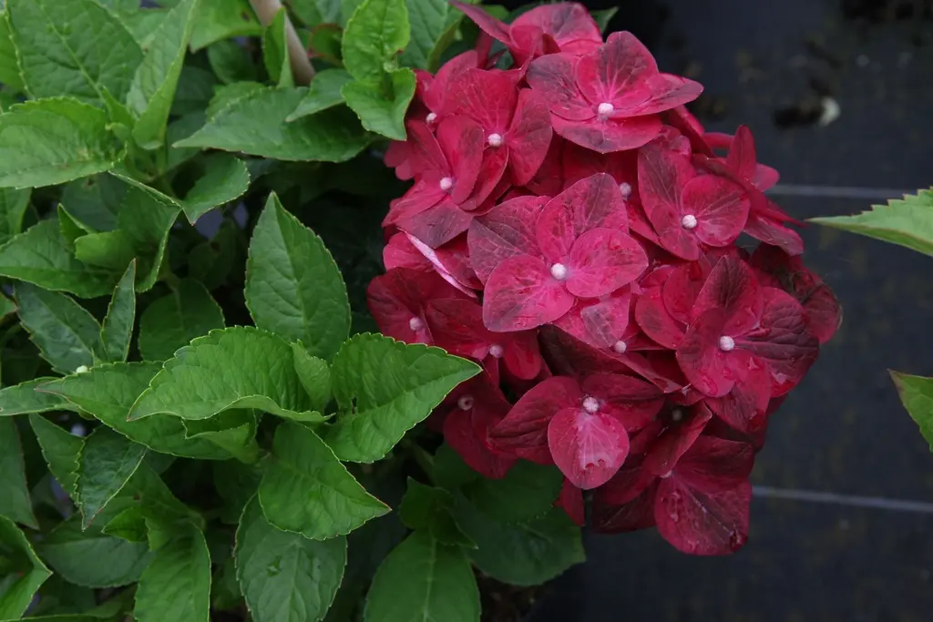 Hydrangea macrophylla Green Shadow -2.webp
