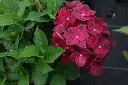Hydrangea macrophylla Green Shadow -2.webp