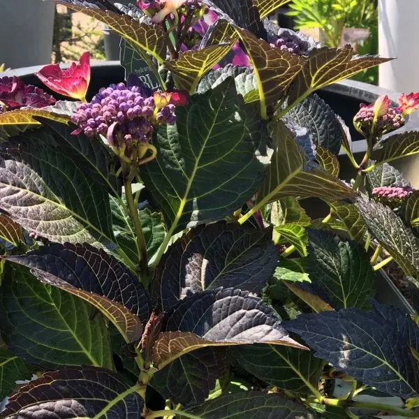 Hydrangea macrophylla Teller Dark Angel Purple-2.webp