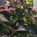 Hydrangea macrophylla Teller Dark Angel Purple-2.webp
