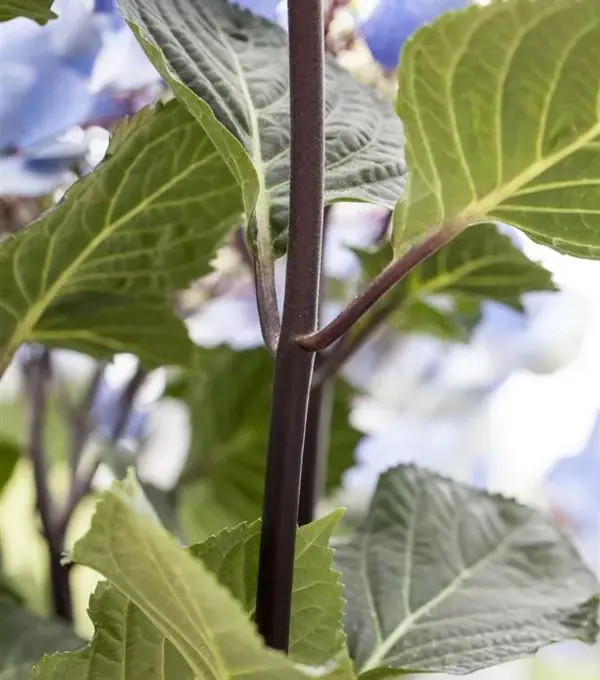 Hydrangea macrophylla Zorro -bois.webp